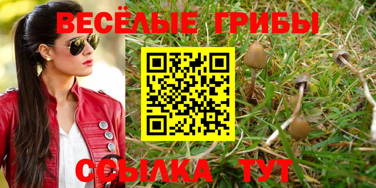 Галлюциногенные грибы Cubensis  Шали  закладка  Псилоцибиновые грибы мицелий 